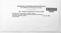 Puccinia recondita image